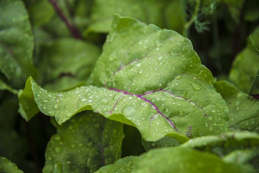 Green leaf with water drops for background