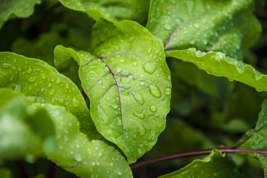 Green leaf with water drops for background