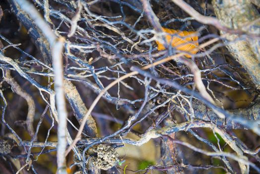 Tree roots very small. Abstract natural background