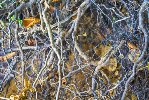 Tree roots very small. Abstract natural background