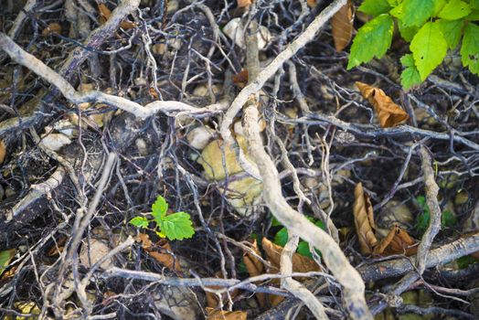 Tree roots very small. Abstract natural background