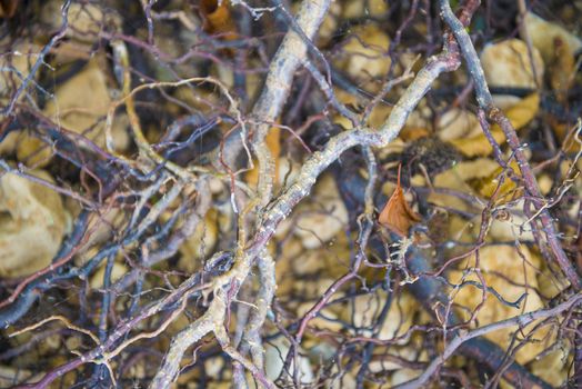 Tree roots very small. Abstract natural background