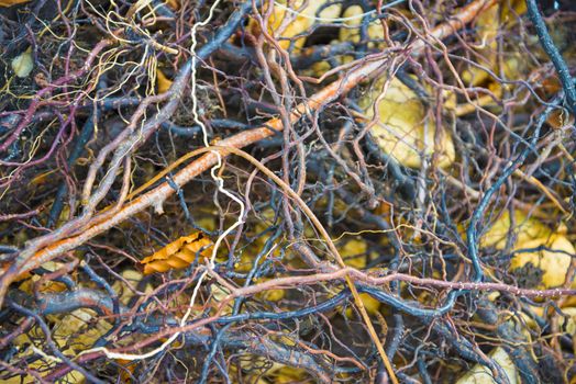 Tree roots very small. Abstract natural background