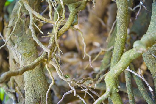 Tree roots very small. Abstract natural background