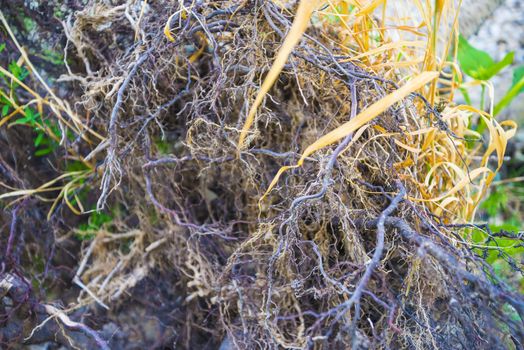 Tree roots very small. Abstract natural background