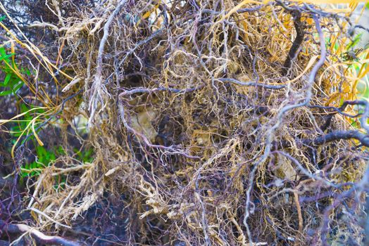 Tree roots very small. Abstract natural background