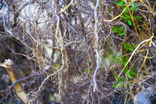 Tree roots very small. Abstract natural background