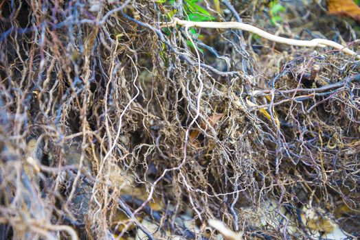 Tree roots very small. Abstract natural background