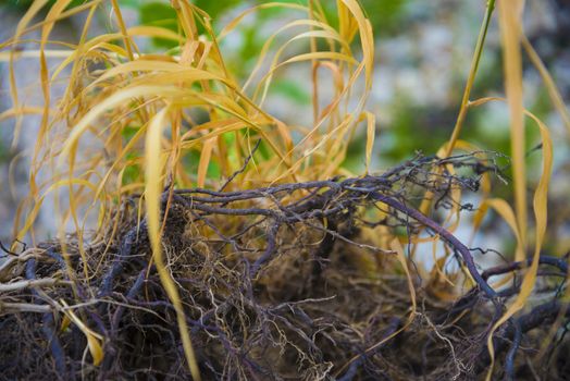 Tree roots very small. Abstract natural background