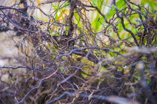 Tree roots very small. Abstract natural background