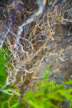 Tree roots very small. Abstract natural background