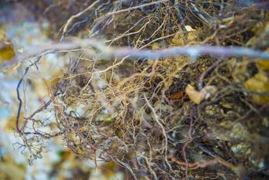 Tree roots very small. Abstract natural background