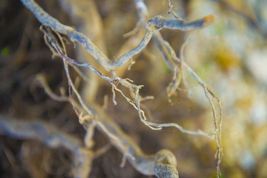 Tree roots very small. Abstract natural background