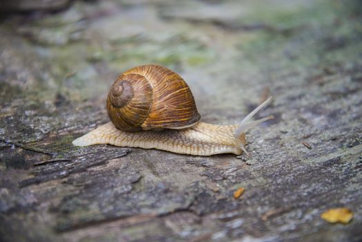 Big snail in the sink crawling on the Board, summer day in the garden