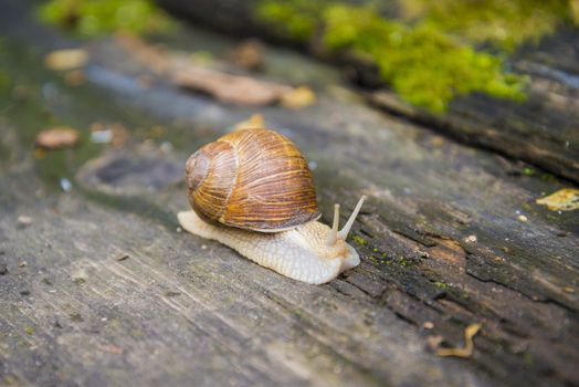 Big snail in the sink crawling on the Board, summer day in the garden