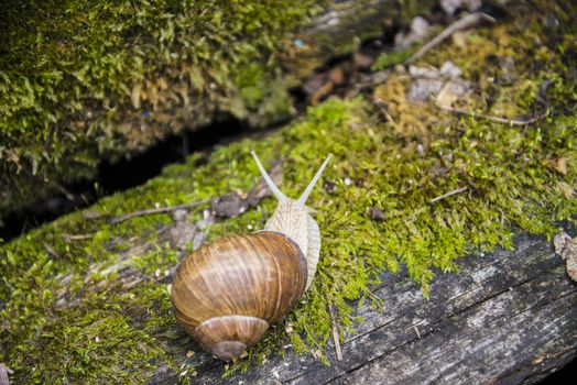 Big snail in the sink crawling on the Board, summer day in the garden