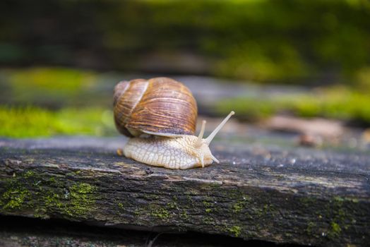 Big snail in the sink crawling on the Board, summer day in the garden