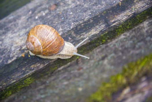 Big snail in the sink crawling on the Board, summer day in the garden