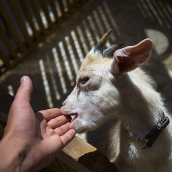 The little white goat in the house at the zoo