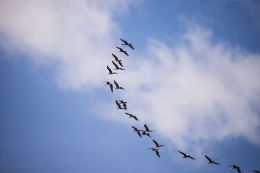 Flying flock of ducks on blue sky with clouds.