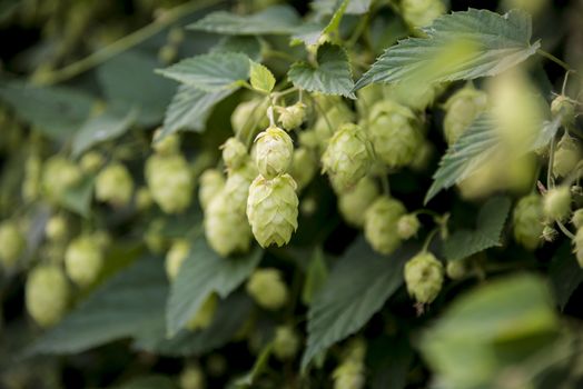 flowers and leaves of common hop plant.