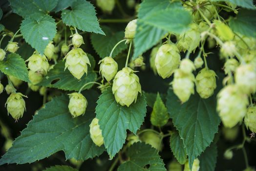 flowers and leaves of common hop plant.