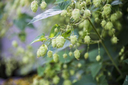 flowers and leaves of common hop plant.