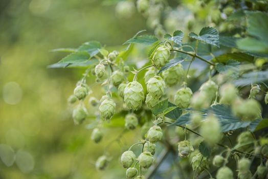 flowers and leaves of common hop plant.