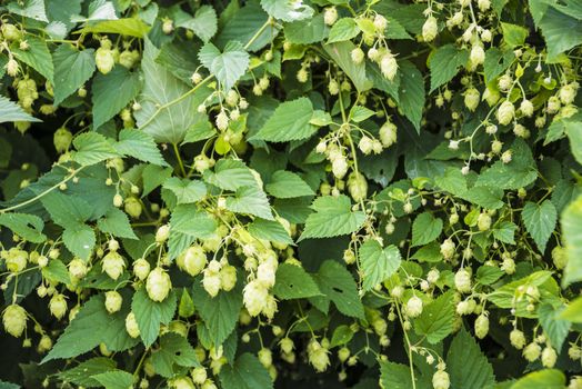 flowers and leaves of common hop plant.