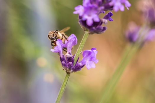 Pollination with bee and lavender during sunshine