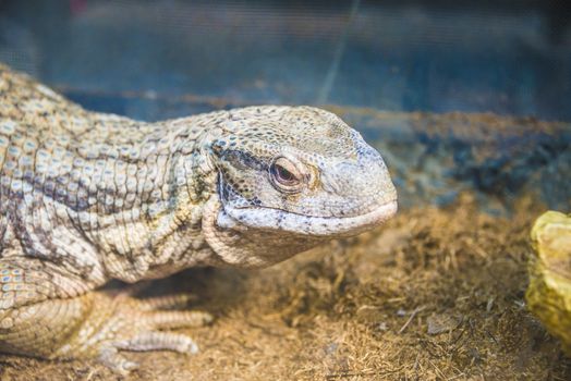 varan close-up lies in the zoo