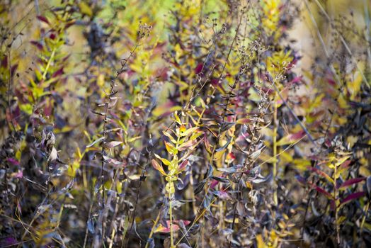 Colorful plants autumn day in the meadow