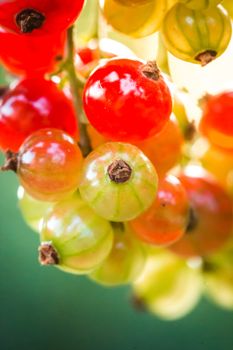 Berries of currant on bush, ripe and unripe red currant.