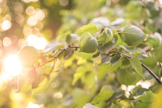 Sun beams and green leaves. Fresh tree foliage. Natural summer background.