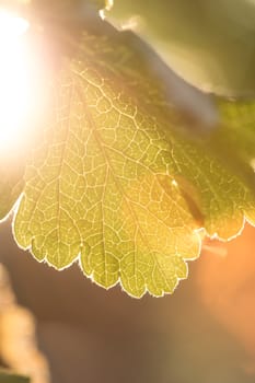 Rays of the sun shining through the green leaf of the trees