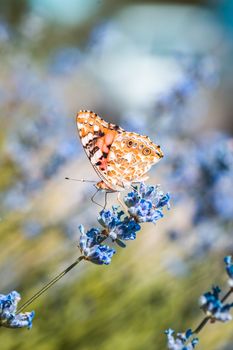 Vanessa cardui butterfly in blue lavender flowers.