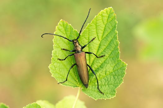 Aromia moschata longhorn beetle. Green Aromia moschata.