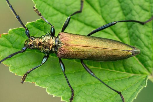 Aromia moschata longhorn beetle. Green Aromia moschata.