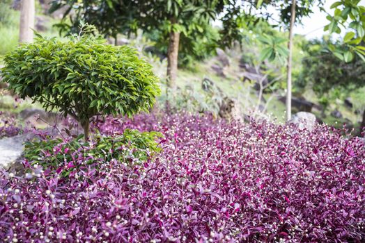 Pink flowers on Phi Phi don island, Thailand.