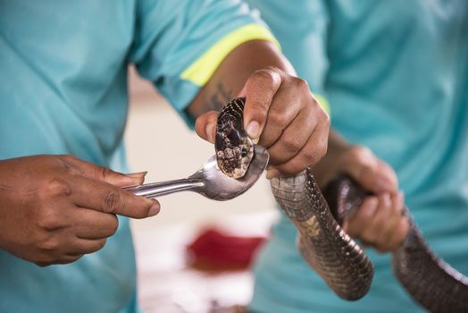 A man gets poison from a snake. Holding her in his arms.