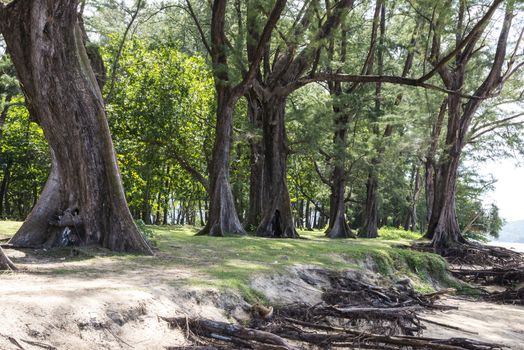 Trees in Sirinat National Park. Sunny day 21 December 2018.