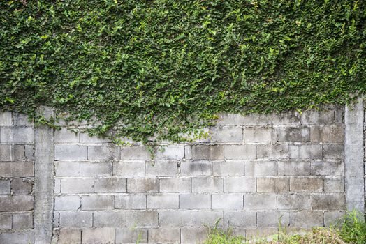 stone grey wall overgrown with green plant.