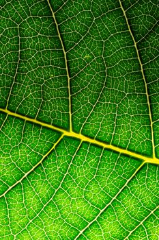 A macro of a leaf texture to back lighting