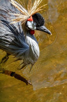 Beautiful grey crowned Common crane (Grus Grus) Posing placidly