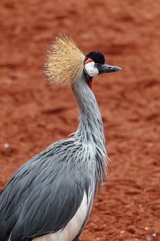 Beautiful grey crowned Common crane (Grus Grus) Posing placidly