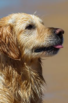 Nice specimen of dog of the race Golden Retriever