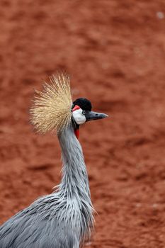 Beautiful grey crowned Common crane (Grus Grus) Posing placidly