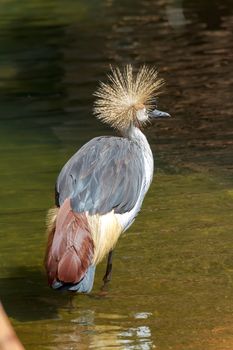 Beautiful grey crowned Common crane (Grus Grus) Posing placidly