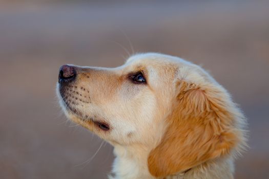 Nice specimen of dog of the race Golden Retriever