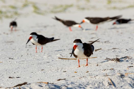 Lots of  adult Black Skimmer (Rynchops niger) standing on the sand of the beach of Pensacola Florida, USA